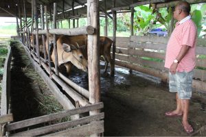 Farada Harahap, seorang peternah sapi sukses saat berada di pakan sapi di salah satu peternakannya yang berada di Pulau Dompak, Tanjungpinang, Kepri. (Foto Aji Anugraha/pijarkepri.com)