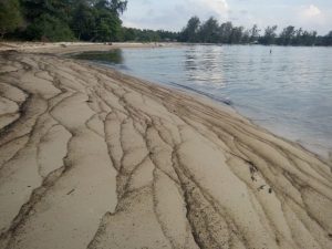 Pesisir pantai Pulau Bintan yang terkena limbah minyak. (Foto: istimewa)