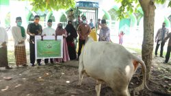 Plt Walikota Tanjungpinang Rahma saat menyerahkan hewan kurban secara simbolis di salah satu masjid di Tanjungpinang, Kamis (30/7/2020)