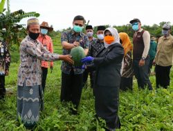 Rahma saat Panen Raya Cabe dan Semangka di Ponpes Al Kautsar
