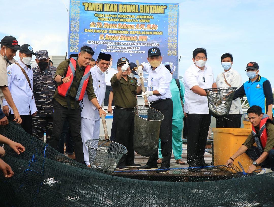 Plt Bupati Bintan Roby Kurniawan, saat panen dan tebar benih ikan Ikan Bawal Bintang bersama Dirjen Perikanan di Desa Pangkil Kabupaten Bintan, Jumat (12/11).