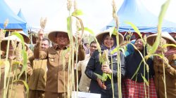 Gubernur Kepri, Ansar Ahmad saat panen Sorgum dan menyerahkan mesin pertanian untuk Kelompok Tani dan Nelayan, di Bintan, Senin (26/12/2022)