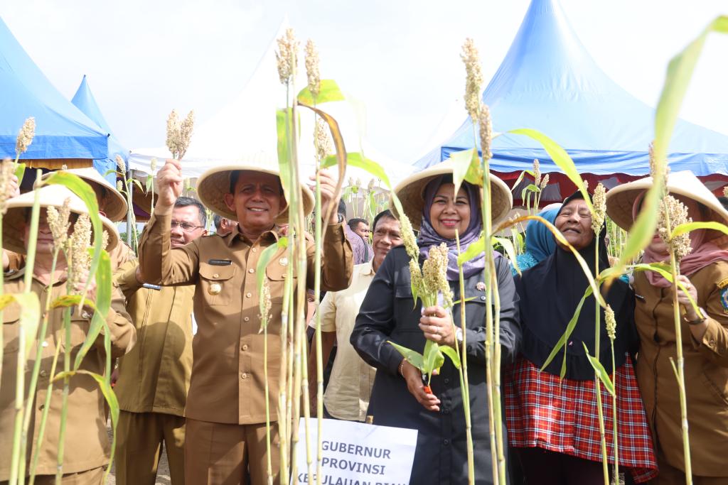 Gubernur Kepri, Ansar Ahmad saat panen Sorgum dan menyerahkan mesin pertanian untuk Kelompok Tani dan Nelayan, di Bintan, Senin (26/12/2022)