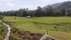 Lahan landai, pertanian dan landscape Jemaja, Kepulauan Anambas, Kepri. (Foto: aji/doc pijarkepri.com)