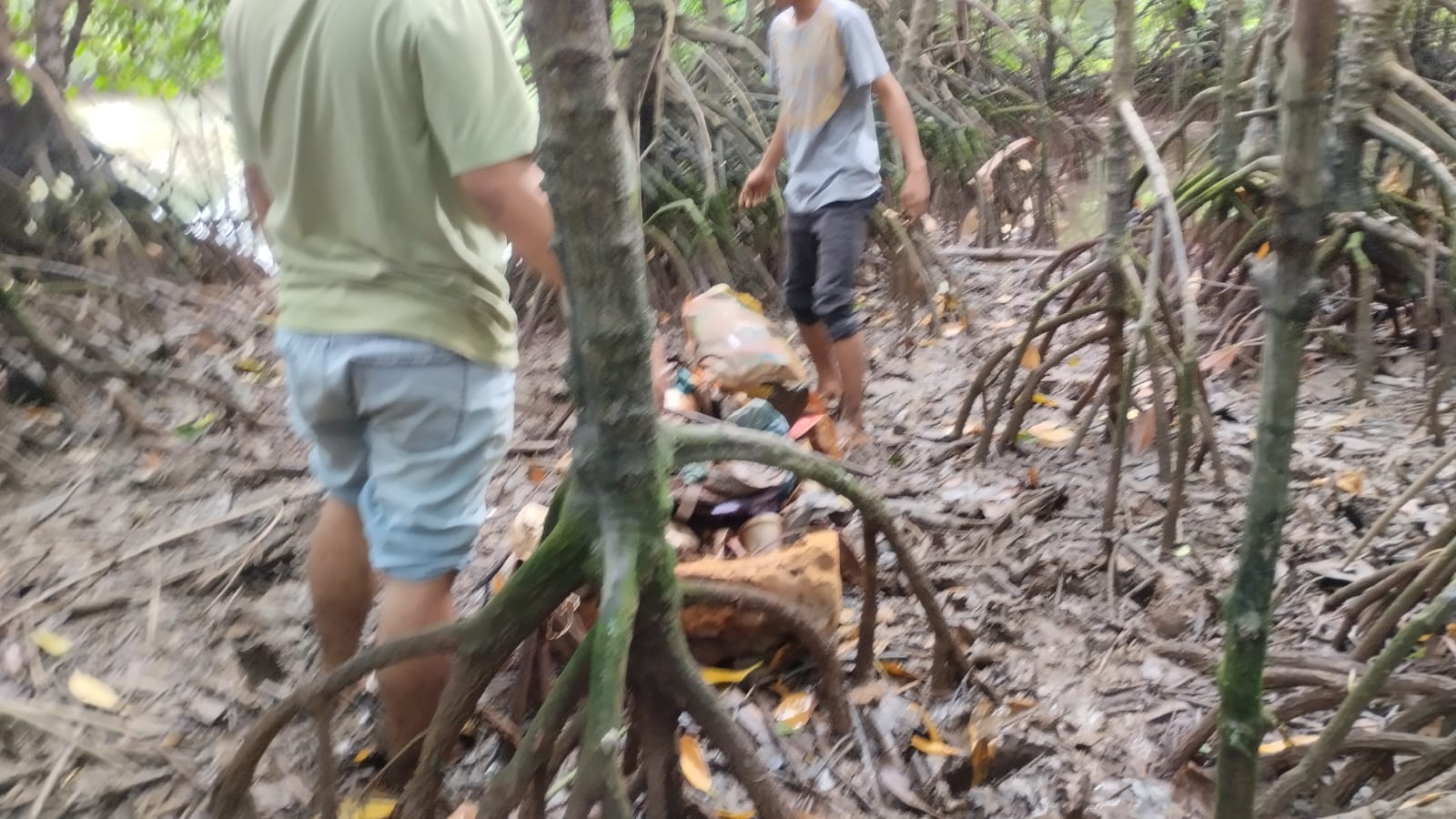 LSM ALIM bersama Bank Sampah Kembar Mandiri, DLH Tanjungpinang, SLB Negeri 1 Tanjungpinang, Kelurahan Melayu Kota Piring, RT/RW, Bank Sampah Maju Jaya, Proklim, dan Masagena Inannawa Konsultan, melaksanakan aksi bersih mangrove, di Kelurahan Melayu Kota Piring, sempena menyambut peringatan HPSN 2025, Sabtu (8/2/2025)