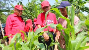 Pengurus PDI Perjuangan Kota Tanjungpinang bersama petani saat kegiatan “Turun ke Sawah/Kebun, Menyapa Petani” di Kelurahan Air Raja, Rabu (24/9/2025).
