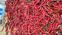 Cabe Merah di Pasar Bincen, Tanjungpinang Kepri, Rabu (15/10/2025)