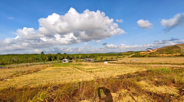 Lahan pertanian Kelompok Tani 57 Maju Mapan 58, di Tanjung Moco, Dompak, Tanjungpinang, Kepri, Minggu (15/2/2026). Sudah 2 bulan daerah Tanjungpinang tidak diguyur hujan mengakibatkan sumber air penyiraman pertanian kering. (Foto: Aji Anugraha)