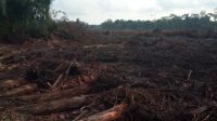 Kondisi tanah dan hutan masyarakat Desa Pekake, Kabupaten Lingga, Provinsi Kepulauan Riau yang diduga digarap Perusahaan Kelapa Sawit, dikirim warga Selasa (31/3/2026) untuk pijarkepri.com