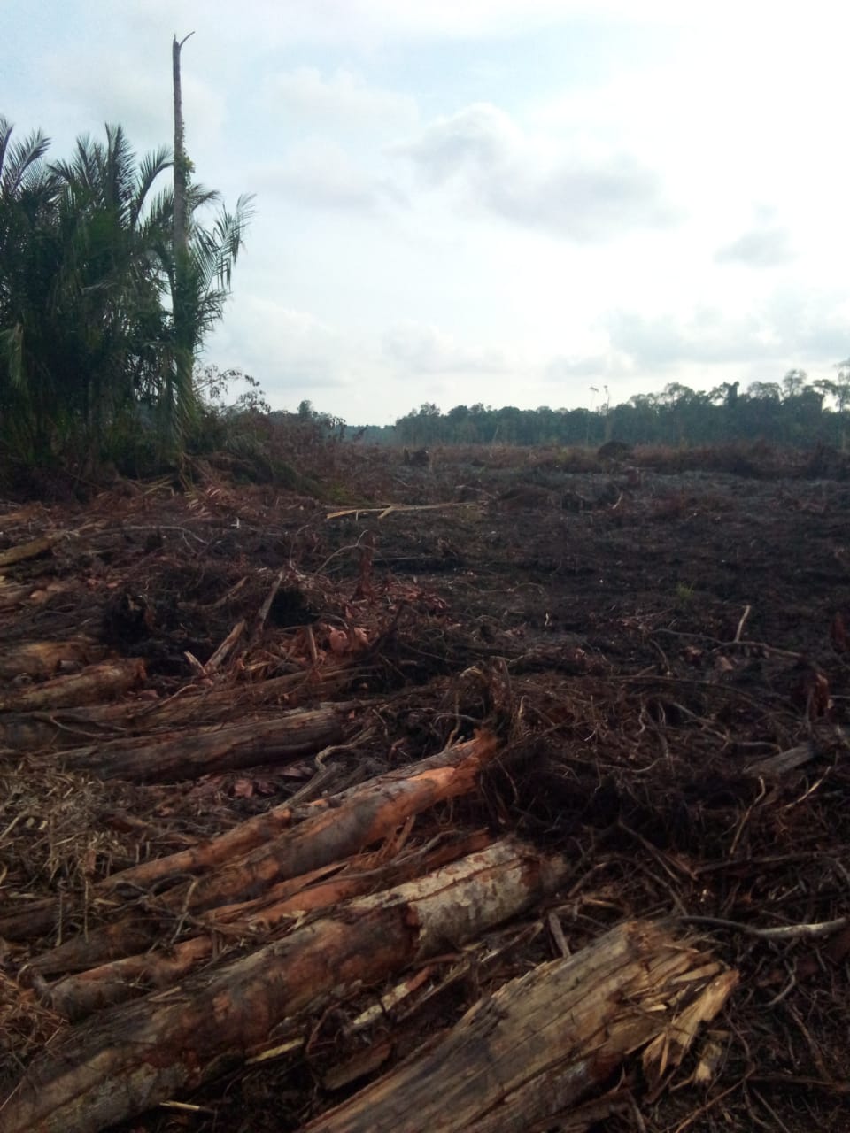 Kondisi tanah dan hutan masyarakat Desa Pekake, Kabupaten Lingga, Provinsi Kepulauan Riau yang diduga digarap Perusahaan Kelapa Sawit, dikirim warga Selasa (31/3/2026) untuk pijarkepri.com