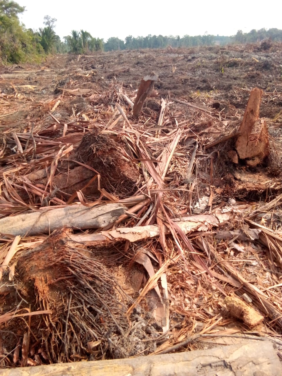 Kondisi tanah dan hutan masyarakat Desa Pekake, Kabupaten Lingga, Provinsi Kepulauan Riau yang diduga digarap Perusahaan Kelapa Sawit, dikirim warga Selasa (31/3/2026) untuk pijarkepri.com