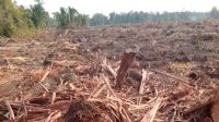 Pembukaan lahan untuk perkebunan kelapa sawit di Kabupaten Lingga, Provinsi Kepulauan Riau oleh PT CSA. Foto dikirim warga Selasa (31/3/2026) untuk pijarkepri.com