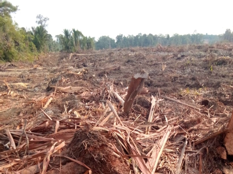 Pembukaan lahan untuk perkebunan kelapa sawit di Kabupaten Lingga, Provinsi Kepulauan Riau oleh PT CSA. Foto dikirim warga Selasa (31/3/2026) untuk pijarkepri.com