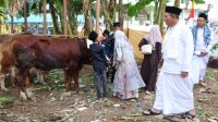 Gubernur Kepri Ansar Ahmad saat meninjau hewan kurban Idul Adha 1447 H/2026, di Kepri.