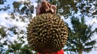 Buah Durian, di Tanjungpinang, Kepri, Minggu (14/6/2026). Buah durian marak di jual di Tanjungpinang. Lucunya, di Tanjungpinang, buah ini di jual dengan cara ditimbang bersama kulitnya. Tak jarang juga sebagian buah di jual per buah dengan ukuran yang lebih kecil. (Foto: Aji Anugraha/pijarkepri.com) Buah Durian, di Tanjungpinang, Kepri, Minggu (14/6/2026). Buah durian marak di jual di Tanjungpinang. Lucunya, di Tanjungpinang, buah ini di jual dengan cara ditimbang bersama kulitnya. Tak jarang juga sebagian buah di jual per buah dengan ukuran yang lebih kecil. (Foto: Aji Anugraha/pijarkepri.com)