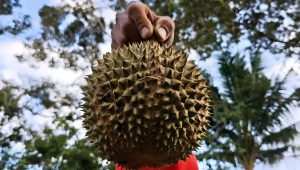 Buah Durian, di Tanjungpinang, Kepri, Minggu (14/6/2026). Buah durian marak di jual di Tanjungpinang. Lucunya, di Tanjungpinang, buah ini di jual dengan cara ditimbang bersama kulitnya. Tak jarang juga sebagian buah di jual per buah dengan ukuran yang lebih kecil. (Foto: Aji Anugraha/pijarkepri.com) Buah Durian, di Tanjungpinang, Kepri, Minggu (14/6/2026). Buah durian marak di jual di Tanjungpinang. Lucunya, di Tanjungpinang, buah ini di jual dengan cara ditimbang bersama kulitnya. Tak jarang juga sebagian buah di jual per buah dengan ukuran yang lebih kecil. (Foto: Aji Anugraha/pijarkepri.com)