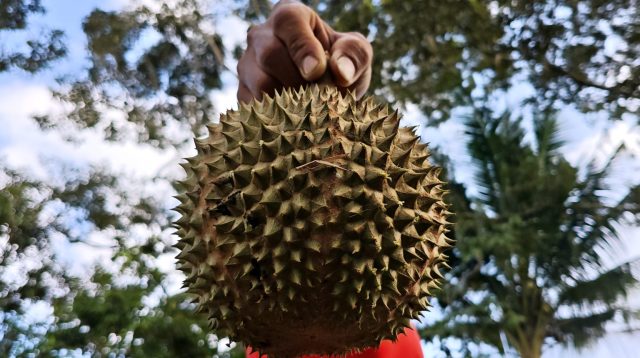 Buah Durian, di Tanjungpinang, Kepri, Minggu (14/6/2026). Buah durian marak di jual di Tanjungpinang. Lucunya, di Tanjungpinang, buah ini di jual dengan cara ditimbang bersama kulitnya. Tak jarang juga sebagian buah di jual per buah dengan ukuran yang lebih kecil. (Foto: Aji Anugraha/pijarkepri.com)