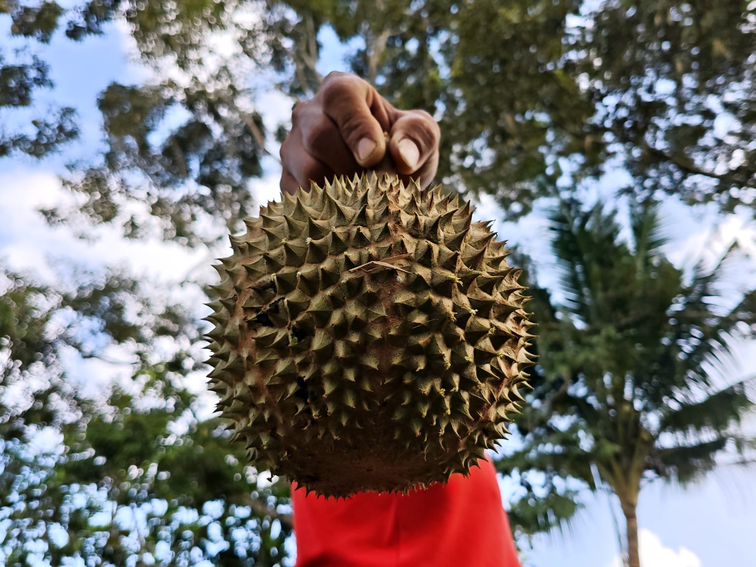 Buah Durian, di Tanjungpinang, Kepri, Minggu (14/6/2026). Buah durian marak di jual di Tanjungpinang. Lucunya, di Tanjungpinang, buah ini di jual dengan cara ditimbang bersama kulitnya. Tak jarang juga sebagian buah di jual per buah dengan ukuran yang lebih kecil. (Foto: Aji Anugraha/pijarkepri.com)