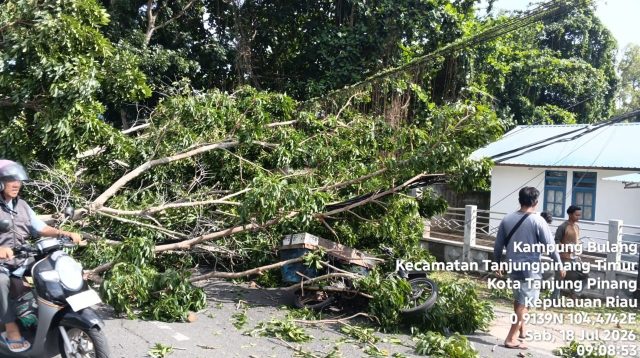 Sebuah pohon besar yang berdiri di atas lahan pribadi warga kawasan Kilometer 5 Bawah, Belakang Garden, Kota Tanjungpinang, tumbang dan menimpa sejumlah pengendara yang sedang melintas pada Sabtu (18/7/2026) (Foto: Warga)