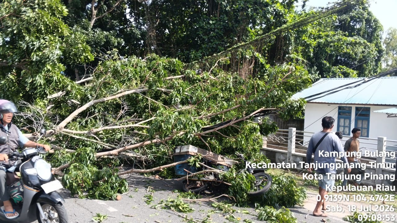 Sebuah pohon besar yang berdiri di atas lahan pribadi warga kawasan Kilometer 5 Bawah, Belakang Garden, Kota Tanjungpinang, tumbang dan menimpa sejumlah pengendara yang sedang melintas pada Sabtu (18/7/2026) (Foto: Warga)