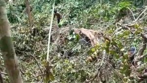 Penebangan Liar Buah kepayang atau yang dikenal masyarakat Pulau Jemaja, Kabupaten Kepulauan Anambas, sebagai kembang semangkok