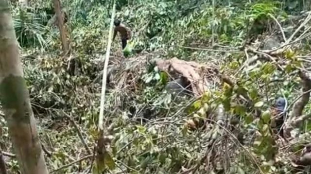 Penebangan Liar Buah kepayang atau yang dikenal masyarakat Pulau Jemaja, Kabupaten Kepulauan Anambas, sebagai kembang semangkok