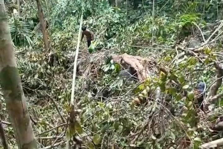 Penebangan Liar Buah kepayang atau yang dikenal masyarakat Pulau Jemaja, Kabupaten Kepulauan Anambas, sebagai kembang semangkok