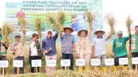 panen padi demplot Pertanian Modern–Advanced Agricultural System (PM-AAS) yang dihadiri Sekretaris Daerah Kabupaten Bintan, Ronny Kartika, bersama jajaran terkait, Selasa (15/9). panen padi demplot Pertanian Modern–Advanced Agricultural System (PM-AAS) yang dihadiri Sekretaris Daerah Kabupaten Bintan, Ronny Kartika, bersama jajaran terkait, Selasa (15/9).