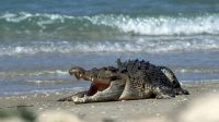 Buaya Laut dalam Google Net. Buaya Laut dalam Google Net.