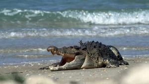 Buaya Laut dalam Google Net. Buaya Laut dalam Google Net.