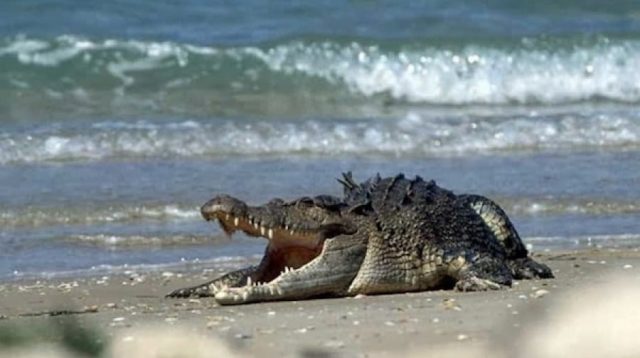 Buaya Laut dalam Google Net.