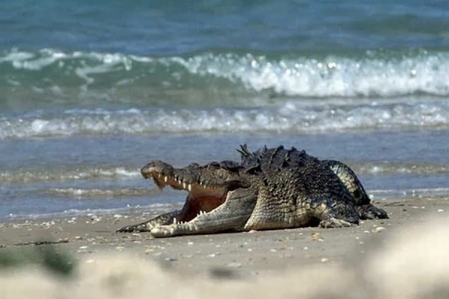 Buaya Laut dalam Google Net.